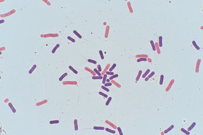 bacteria